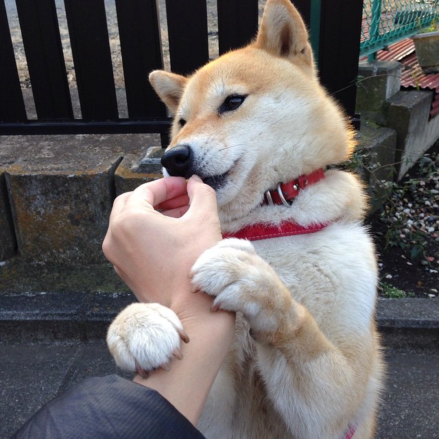 kaiyun-澳大利亚组合决赛精彩表现赢得观众喝彩，澳大利亚集锦